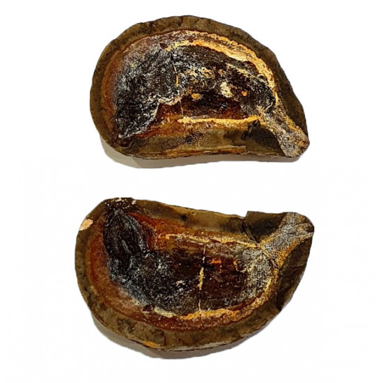 Pteronisculus cicatrosus