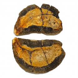 Pteronisculus cicatrosus