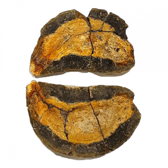 Pteronisculus cicatrosus
