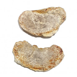 Pteronisculus cicatrosus