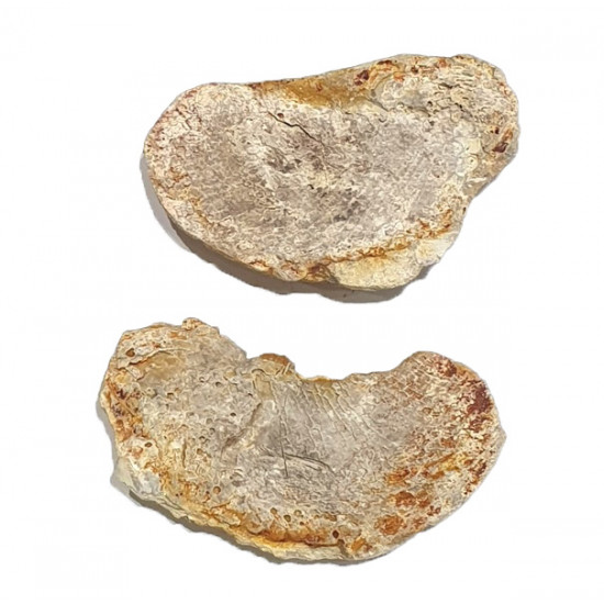 Pteronisculus cicatrosus