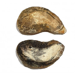 Pteronisculus cicatrosus