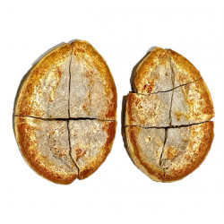 Pteronisculus cicatrosus