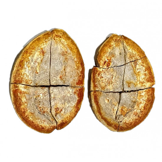 Pteronisculus cicatrosus