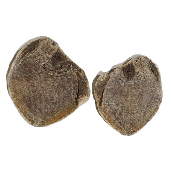 Bobasatrania mahavavica