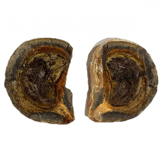 Pteronisculus cicatrosus