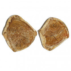 Bobasatrania mahavavica