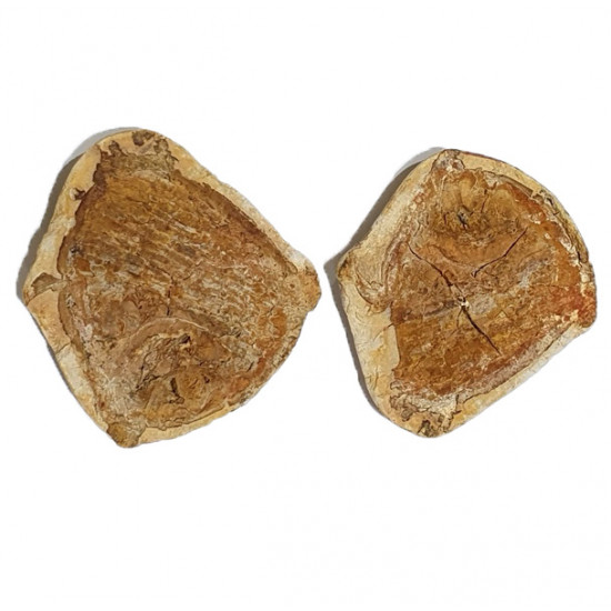 Bobasatrania mahavavica