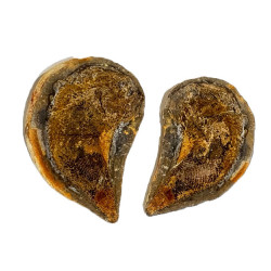 Pteronisculus cicatrosus