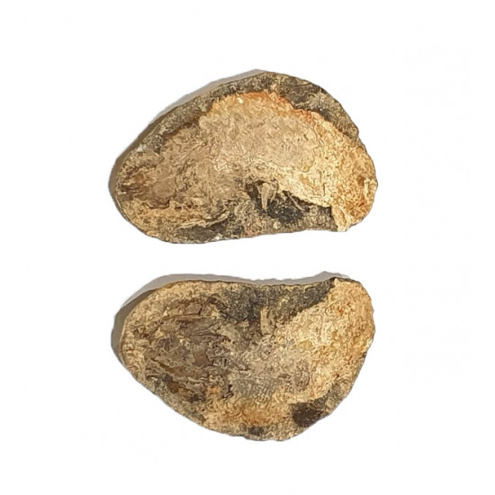 Pteronisculus cicatrosus