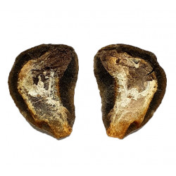 Pteronisculus cicatrosus