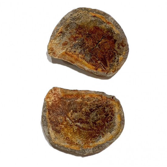 Pteronisculus cicatrosus