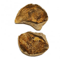 Pteronisculus cicatrosus