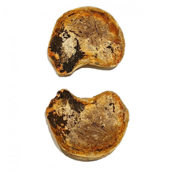 Pteronisculus cicatrosus