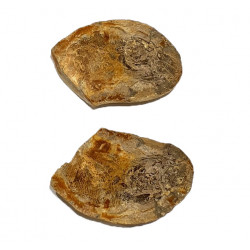 Pteronisculus cicatrosus