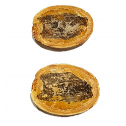 Fossile indeterminé