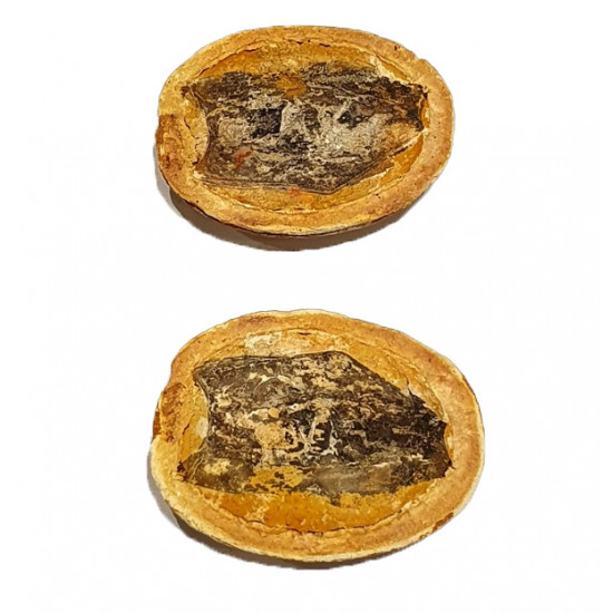 Fossile indeterminé