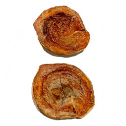 Pteronisculus cicatrosus