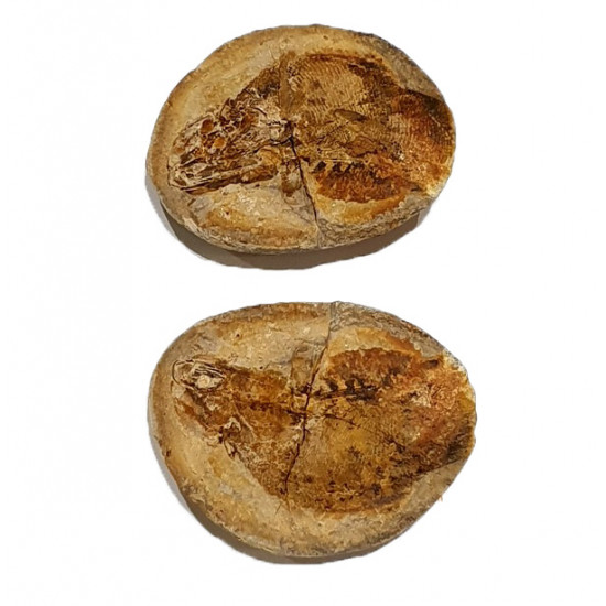 Pteronisculus cicatrosus
