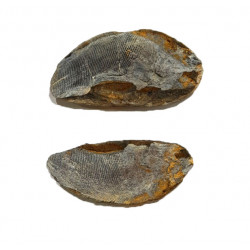 Pteronisculus cicatrosus