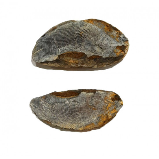 Pteronisculus cicatrosus