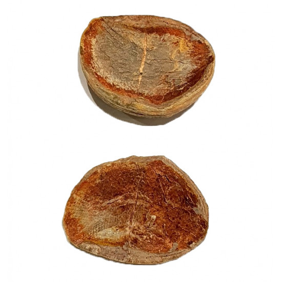 Pteronisculus cicatrosus