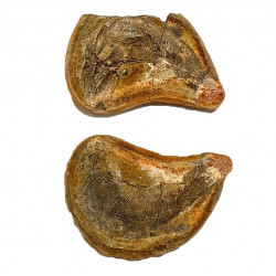 Pteronisculus cicatrosus