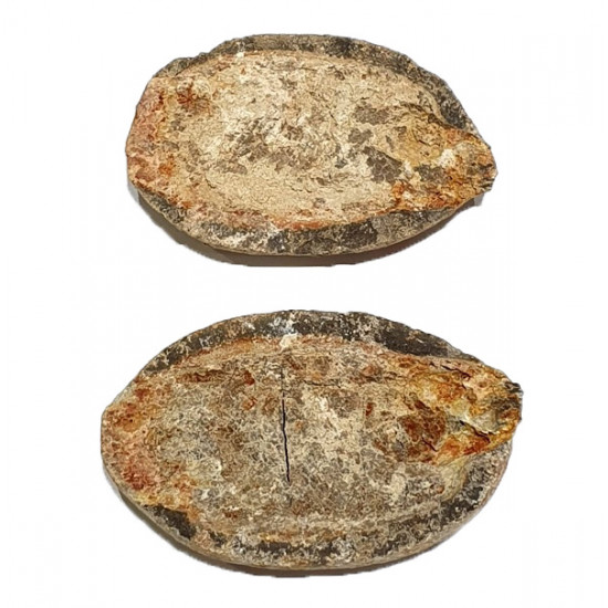 Pteronisculus cicatrosus