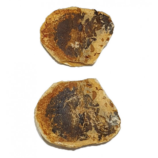 Bobasatrania mahavavica