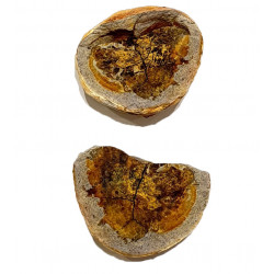 Bobasatrania mahavavica