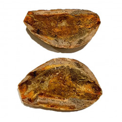 Pteronisculus cicatrosus