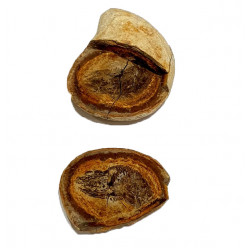 Pteronisculus cicatrosus
