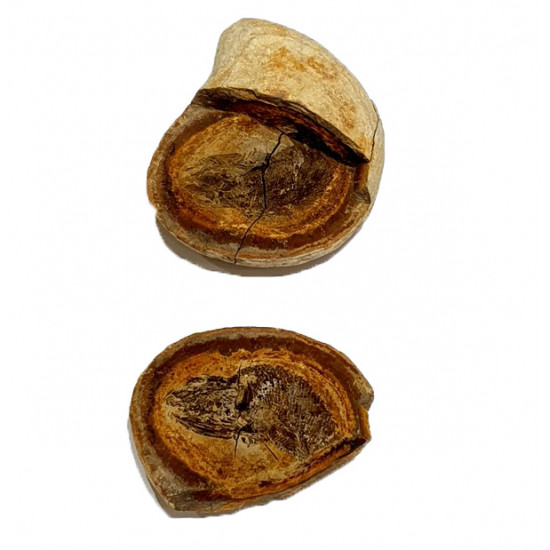 Pteronisculus cicatrosus