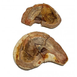 Pteronisculus cicatrosus
