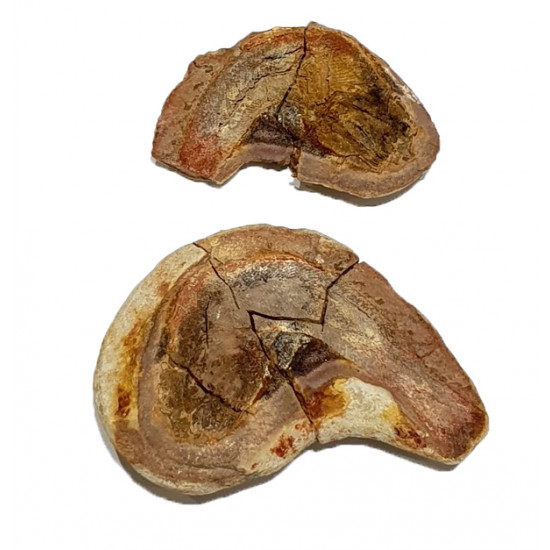 Pteronisculus cicatrosus