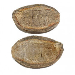 Pteronisculus cicatrosus