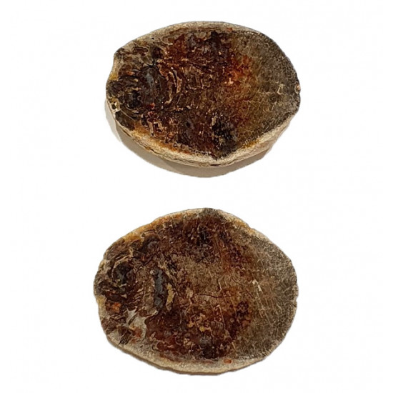 Bobasatrania mahavavica