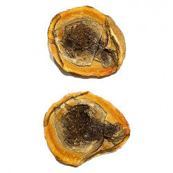 Pteronisculus cicatrosus
