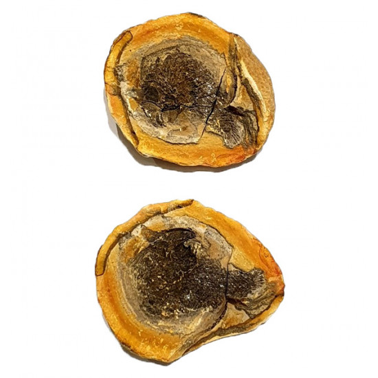 Pteronisculus cicatrosus
