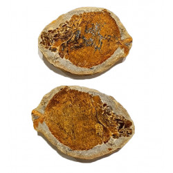 Encrinosomus dixoni