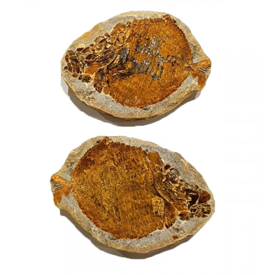 Encrinosomus dixoni