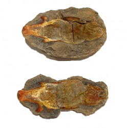 Poisson indeterminé