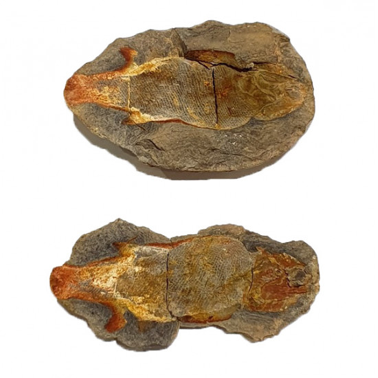 Poisson indeterminé