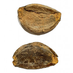 Pteronisculus cicatrosus