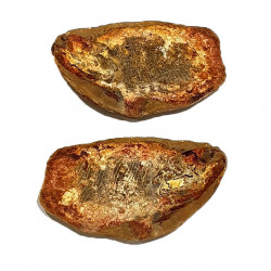 Pteronisculus cicatrosus