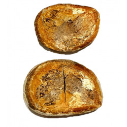 Pteronisculus cicatrosus
