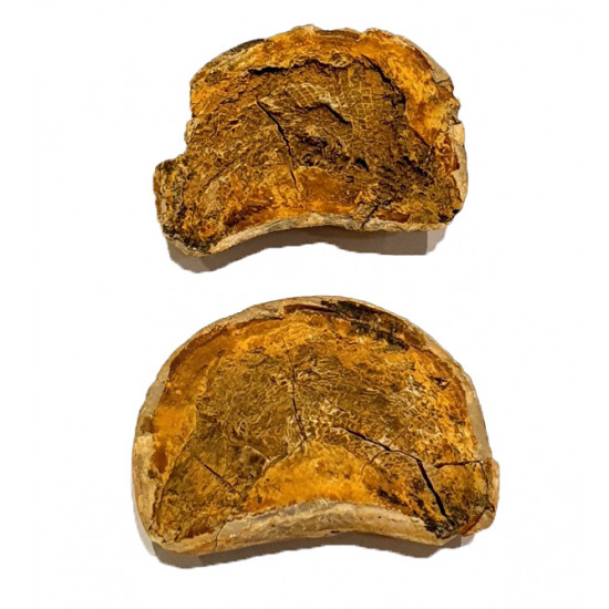 Pteronisculus cicatrosus