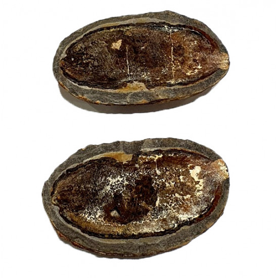 Pteronisculus cicatrosus