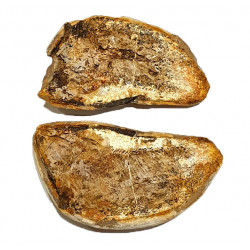 Pteronisculus cicatrosus