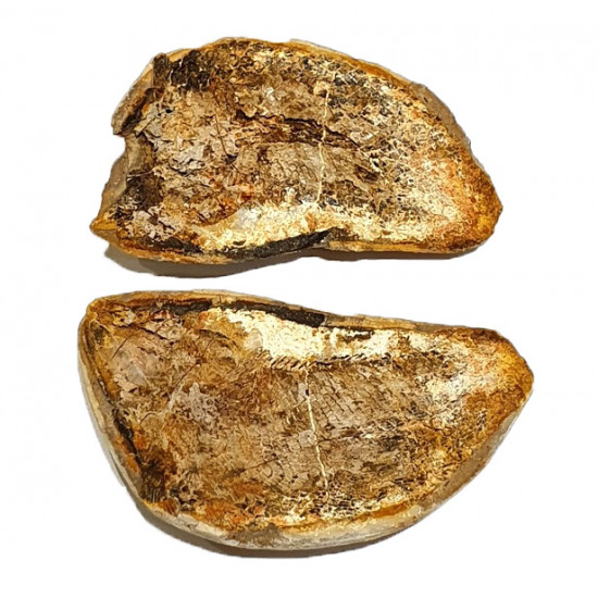 Pteronisculus cicatrosus